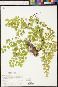 Adiantum capillus-veneris image