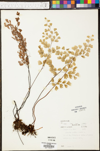 Adiantum capillus-veneris image