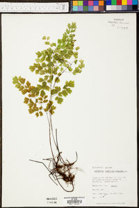 Adiantum capillus-veneris image