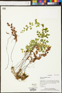 Adiantum capillus-veneris image