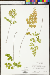 Adiantum capillus-veneris image