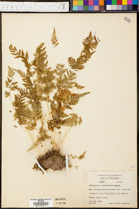 Cystopteris × tennesseensis image