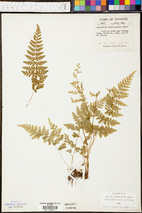 Cystopteris × tennesseensis image