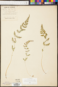 Cystopteris fragilis var. protrusa image