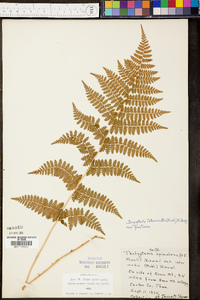 Thelypteris spinulosa var. intermedia image