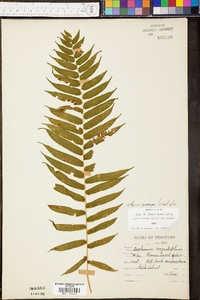 Athyrium pycnocarpon image