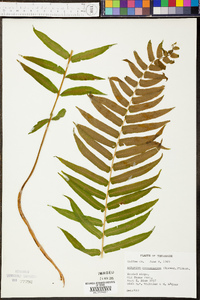 Athyrium pycnocarpon image