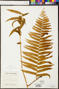 Athyrium pycnocarpon image