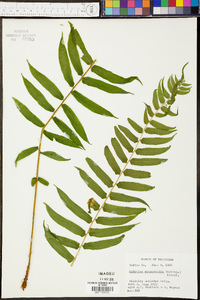 Athyrium pycnocarpon image