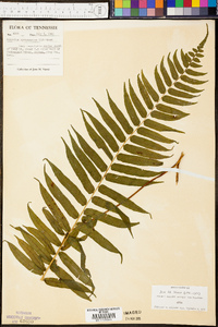 Athyrium pycnocarpon image