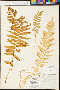 Athyrium pycnocarpon image