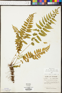 Athyrium pycnocarpon image