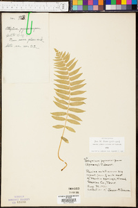 Athyrium pycnocarpon image