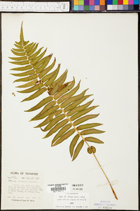 Athyrium pycnocarpon image