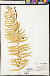 Athyrium pycnocarpon image