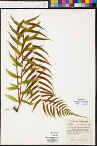 Athyrium pycnocarpon image