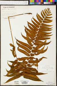 Athyrium pycnocarpon image