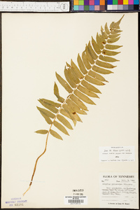 Athyrium pycnocarpon image