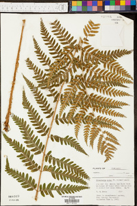 Dryopteris celsa image