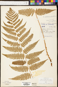 Dryopteris celsa image