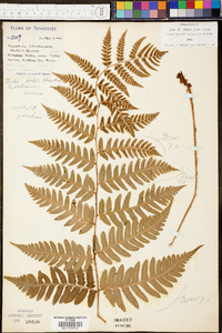 Dryopteris celsa image