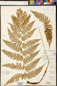 Dryopteris celsa image