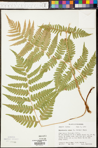 Dryopteris celsa image