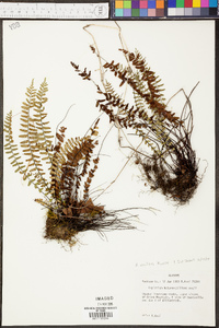 Asplenium resiliens image