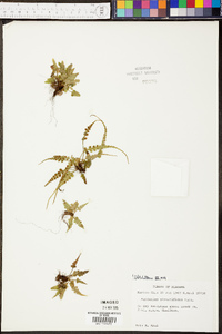 Asplenium pinnatifidum image