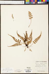 Asplenium trudellii image