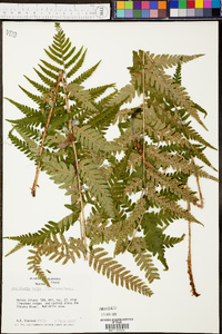 Dryopteris celsa image