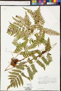 Dryopteris celsa image