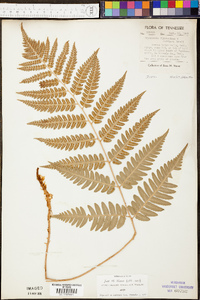 Dryopteris celsa image