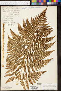 Dryopteris campyloptera image