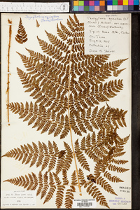 Dryopteris campyloptera image