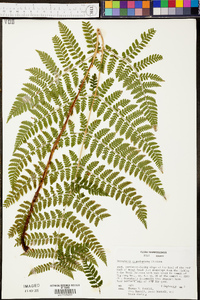 Dryopteris campyloptera image