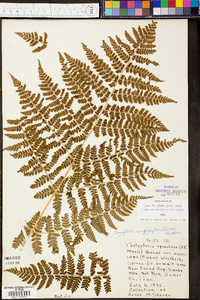 Dryopteris campyloptera image