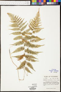 Asplenium asplenioides image