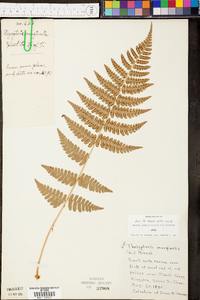 Thelypteris marginalis image