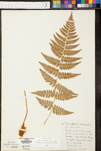 Thelypteris marginalis image