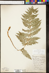 Thelypteris marginalis image