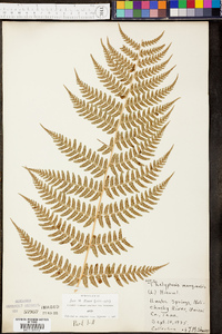 Thelypteris marginalis image