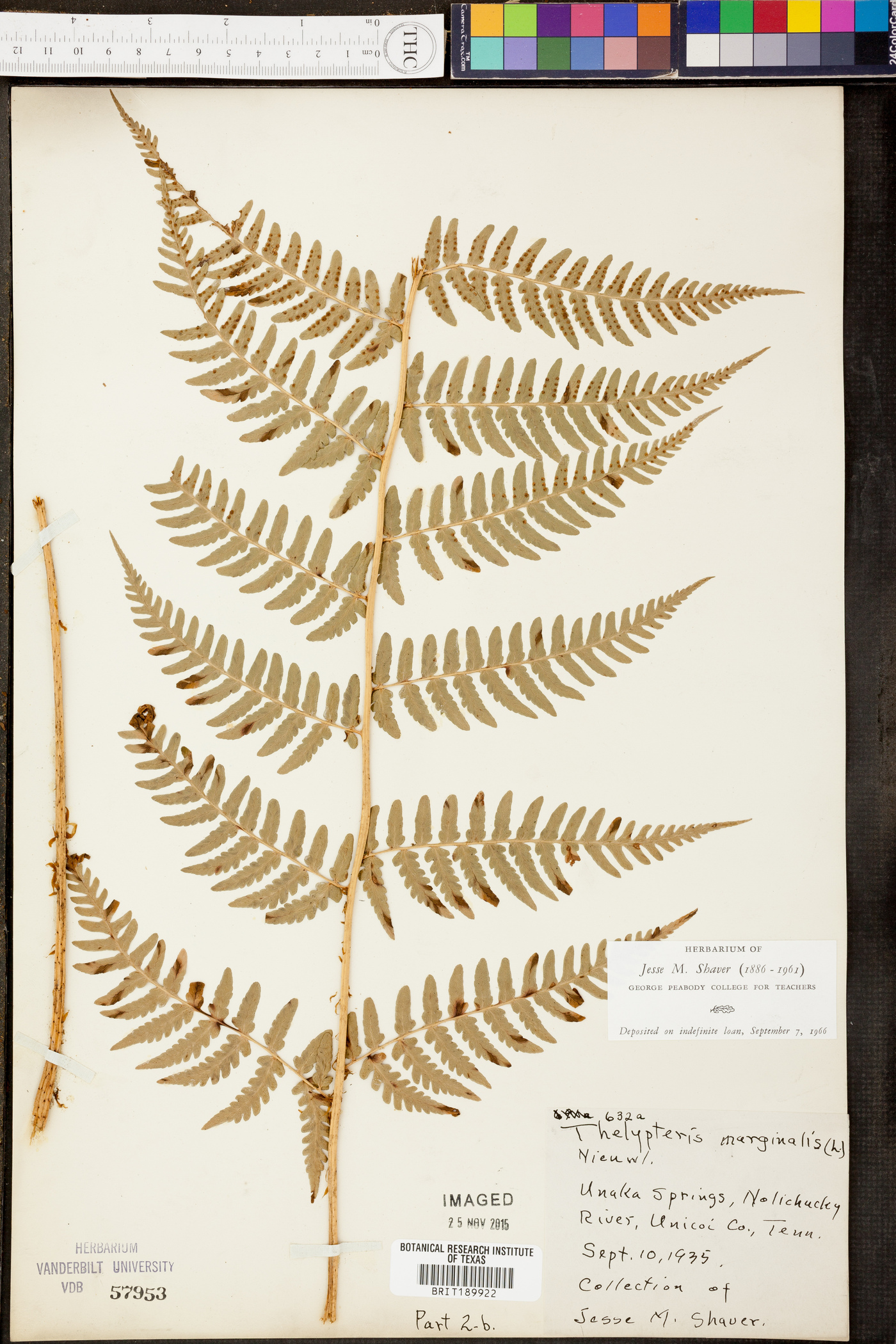 Thelypteris marginalis image