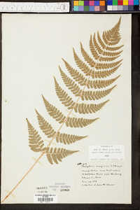 Thelypteris marginalis image