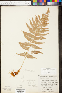 Thelypteris marginalis image