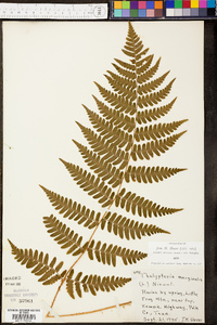 Thelypteris marginalis image