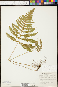 Phegopteris hexagonoptera image