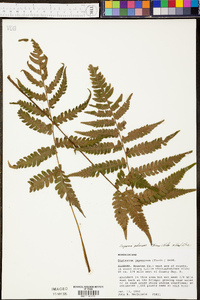 Deparia japonica image