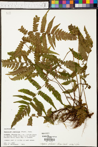 Deparia petersenii image