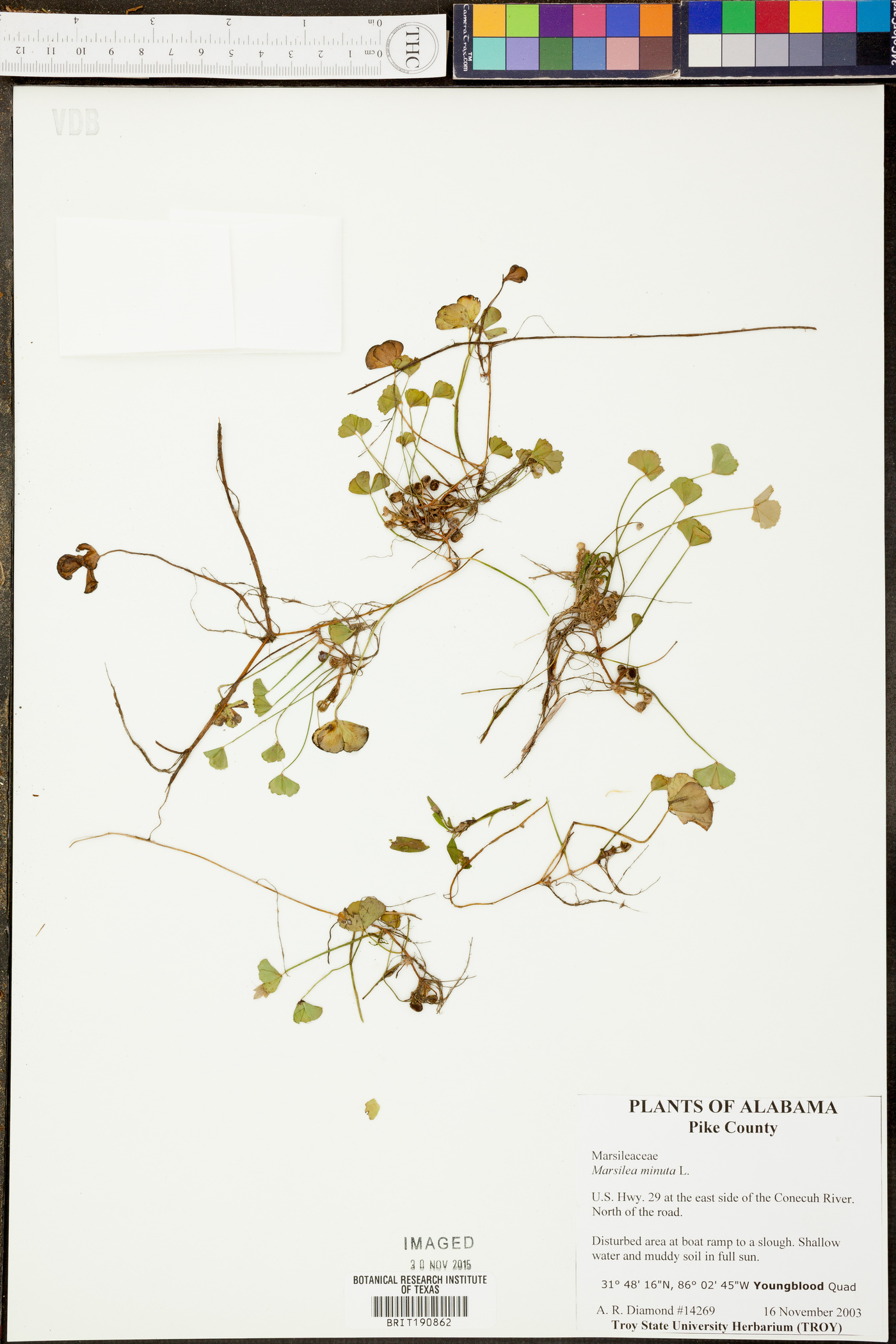 Marsilea vestita subsp. vestita image